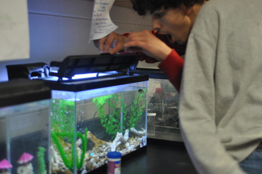 Photo of the Day (1/11/22) Aquatic Science classes are feeding their fish, featured in the photo is student Chris R. obviously overjoyed by the sight of his hungry fish friends. 